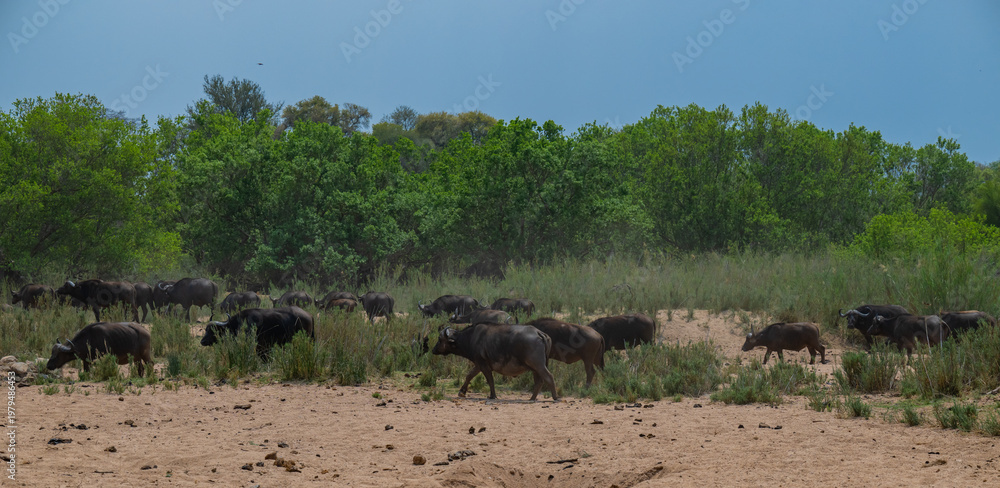 Obraz premium Kaffernbüffel oder auch Afrikanischer Büffel Wasserbüffel genannt, im Busch vom Krüger National Park - Kruger Nationalpark Südafrika