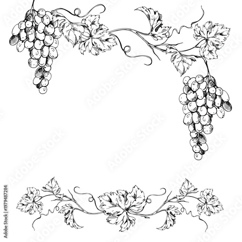 Ornamental vineyard frame with curling grapevine, grape bunches, spiraling tendril creepers. Isolated ink vector illustration. Hand drawn for wine posters, harvest festival menus, autumn branding.