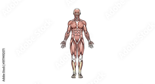 Human muscular system vector illustration, detailed male anatomy diagram showing muscle structure, medical chart of the human body musculature for education and fitness
