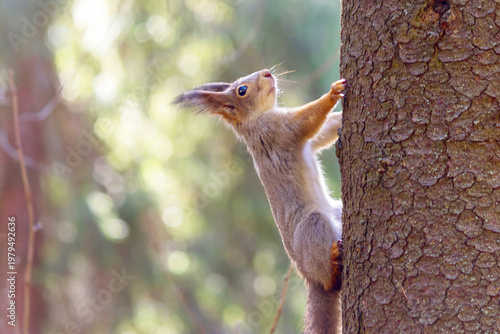 A forest squirrel on the trunk of a coniferous tree.