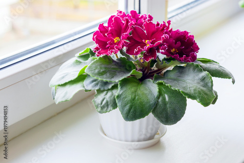A blooming varietal ornamental violet on a room windowsill.