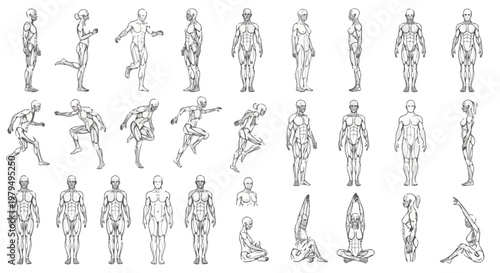 Anatomical human body muscle diagrams, 25 vector male and female figures in athletic poses, medical illustration of muscular system for fitness and healthcare education isolated PNG with