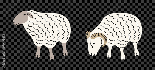 Sheep, ram, ewe and lamb, graphic design. Livestock, icelandic sheep, animal, agriculture and farming, vector design and illustration