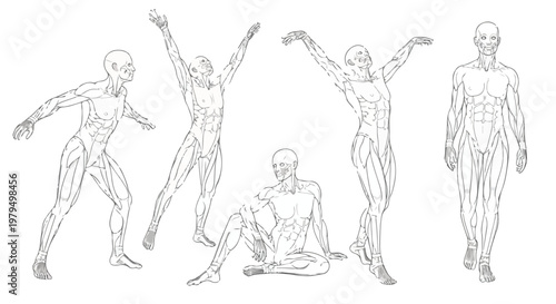 Human anatomy muscle structure diagrams, male body muscular system in various poses, medical illustration of human musculature, set of 5 anatomical figure vector sketches isolated PNG with