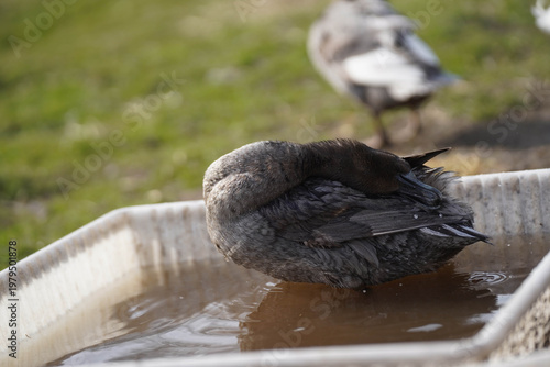 Canvas Print Indian Runner Duck twisting body to preen side feathers in natural outdoor setti