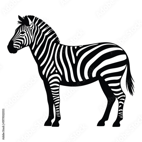 A striking black and white zebra stands prominently against a neutral background silhouette
