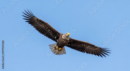 Majestic Eagle Soaring Through the Clear Blue Sky.