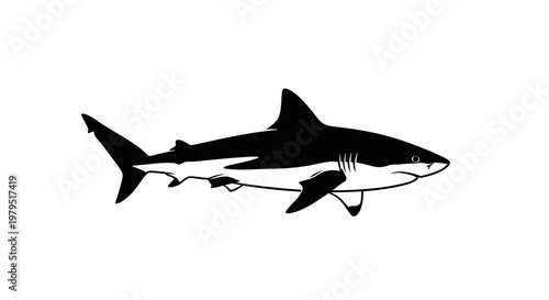 Silhouette of a Great White Shark swimming, isolated on white background, vector illustration