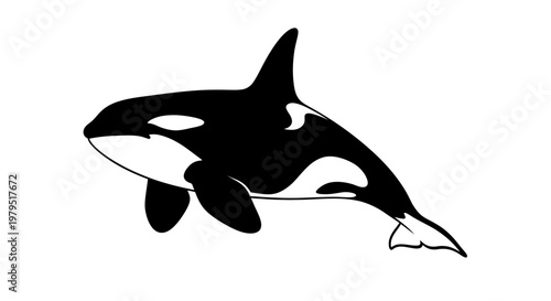 Orca Killer Whale Illustration - Realistic Black and White Marine Mammal