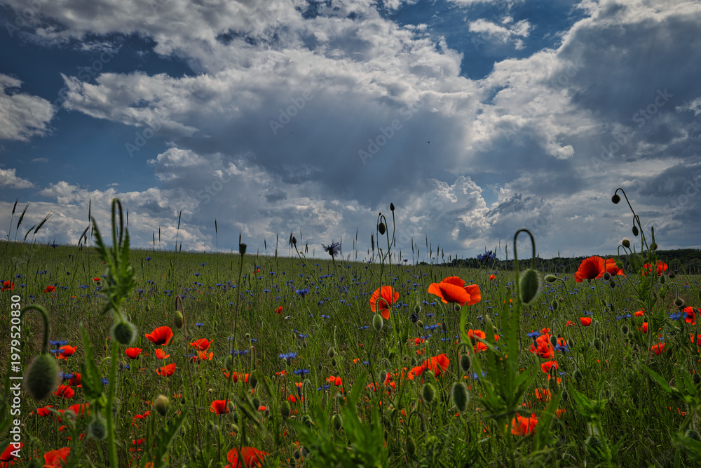 Fototapeta premium Vibrant red poppy field under a dramatic stormy sky, beautiful rural landscape at summer