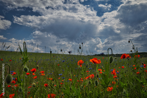 Vibrant red poppy field under a dramatic stormy sky, beautiful rural landscape at summer