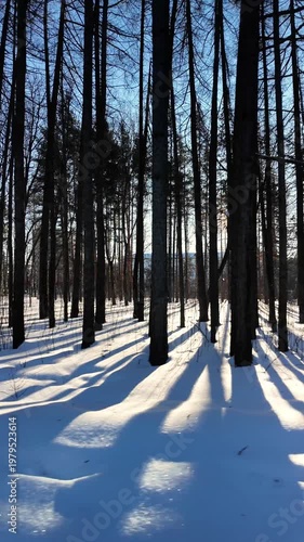 Winter Forest Glow. Sunlight Paints Icy Woodland Scene. Bright Rays Illuminate Snowcovered Pine Landscape Distinctly. Radiant Sunlight Filters Through Tall Trees Casting Shadows Over Snowy Ground