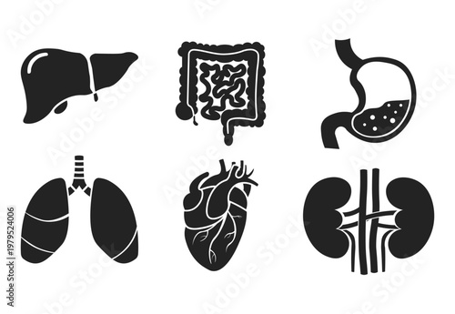 Bundle of silhouette illustrations of human internal organs for advertising purposes, banners, and educational images about human internal organ health in health facilities.