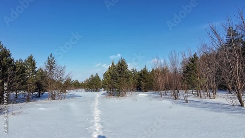 Winter Forest Walk. Scenic Winter Journey Through Pine Forest. Peaceful Winter Walk Along Snowcovered Evergreen Trees. Tranquil Winter Pathway Winding Through Frosty Trees Beneath Clear Blue Sky