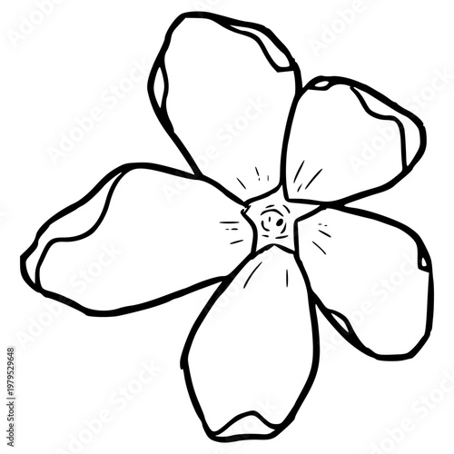 Rangoon Creeper flower illustration hand drawn outline vector