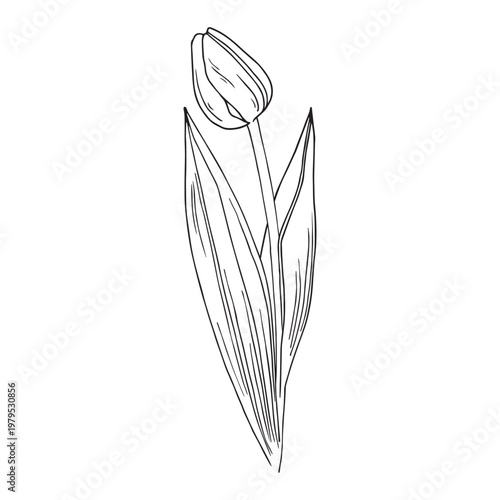 tulip flower hand drawn outline line art botanical vector