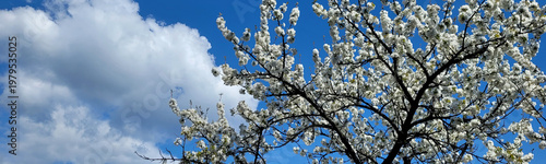 Cherry blossom tree branches with white flowers
