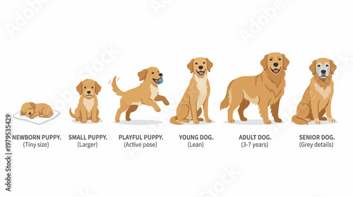 Pet Dog Life Development Set From Puppy to Senior Dog Clean Graphic Resource