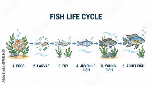 Fish Life Cycle Vector Egg to Adult Fish Aquatic Growth Stages Illustration