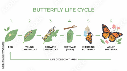 Insect Metamorphosis Process Egg Larva Pupa Butterfly Clean Illustration Collection