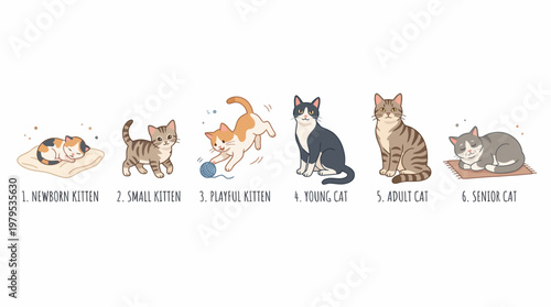 Domestic Cat Life Development From Baby Kitten to Senior Cat Clean Graphic Resource
