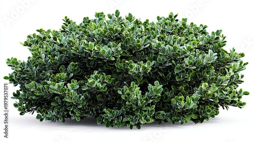 A dense evergreen shrub featuring vibrant green leaves with subtle variegation