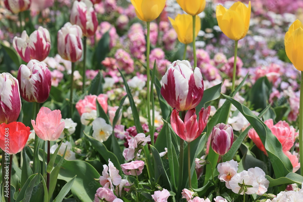 Fototapeta premium 花