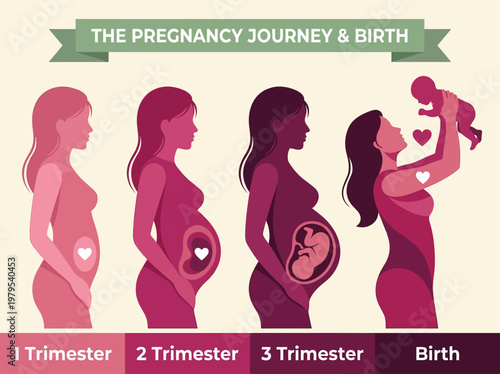 Pregnancy Journey and Birth Infographic showing Stages of Fetal Development, 1st, 2nd, and 3rd Trimesters and Newborn Delivery