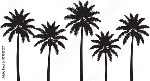 silhouette of palm tree