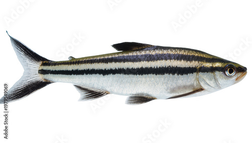 Photography Striped silver fish with dark bands and large eye profile view