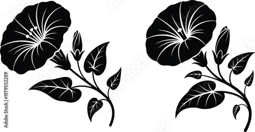 morning glory flower silhouette vector illustration with blooming petals and green leaves