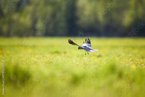 Fotografie Montagu's harrier hovering over the meadow, hunting for prey in blurred environm