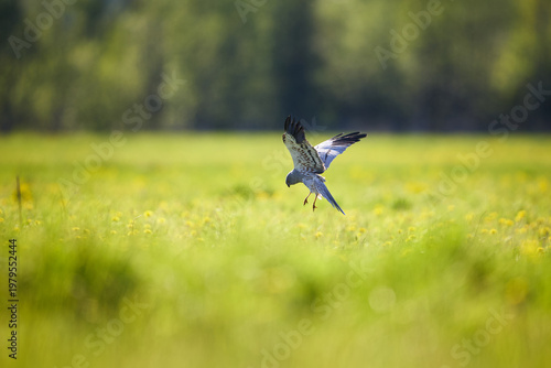 Fotografie Montagu's harrier hovering over the meadow, hunting for prey in blurred environm