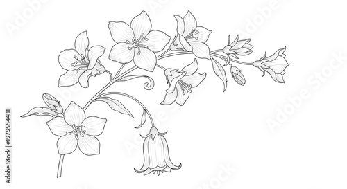 Beautiful hand-drawn sketch of bellflower branch with blooming flowers and buds isolated on a plain white background.