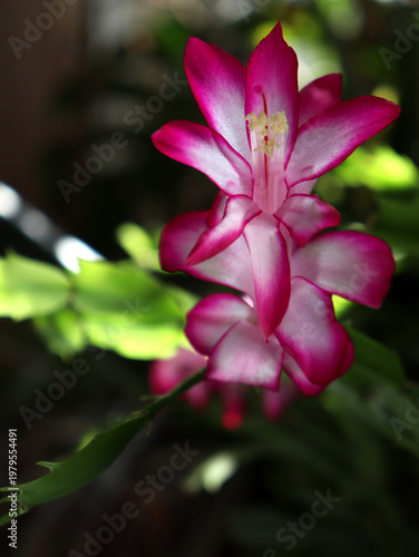 Pink cactus flower blooms in a garden with green leaves during daytime