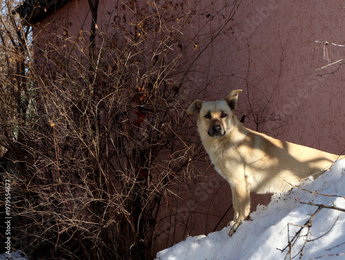 Dog stands on snow near a building surrounded by dry bushes in winter