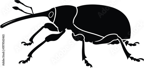 Weevil silhouette long snout beetle insect black vector isolated