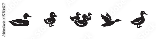 Duck silhouettes and waterfowl birds in different poses icon set. Vector Illustration.	
