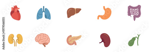 Human internal organs anatomy and medical education color icon set. Vector Illustration.	
