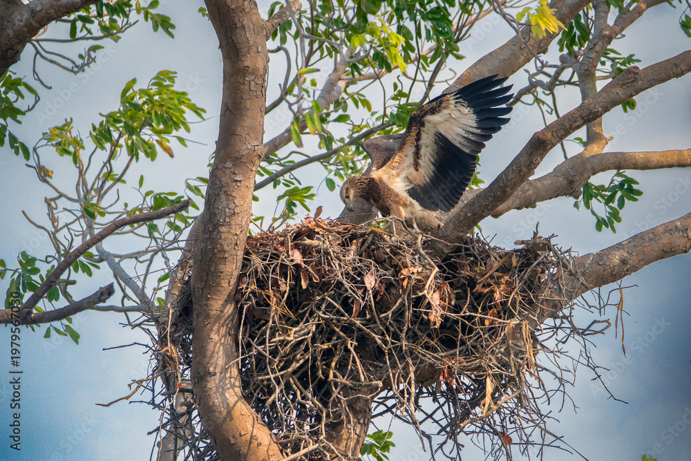 Fototapeta premium White bellied sea eagle nesting over a top of a very high tree