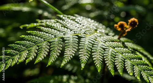 Close-up of a vibrant green fern leaf in sunlight.