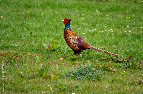 Male Common Pheasant Walking on Green Field Showing Colorful Plumage and Long Tail