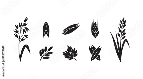 Collection of Cereal Grains and Leaves Isolated on White Background Minimalist Style