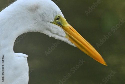 Wallpaper Mural Garça Diva se limpando a beira do lago do jardim do Museu da República - Palácio do Catete - RJ Torontodigital.ca