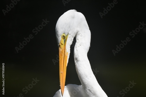 Wallpaper Mural Garça Diva se limpando a beira do lago do jardim do Museu da República - Palácio do Catete - RJ Torontodigital.ca