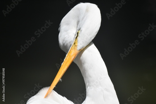 Wallpaper Mural Garça Diva se limpando a beira do lago do jardim do Museu da República - Palácio do Catete - RJ Torontodigital.ca