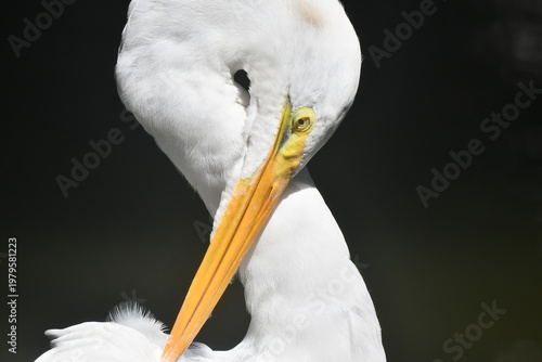 Wallpaper Mural Garça Diva se limpando a beira do lago do jardim do Museu da República - Palácio do Catete - RJ Torontodigital.ca