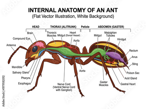 Detailed illustration of the internal anatomy of an ant, showing all its organs and systems