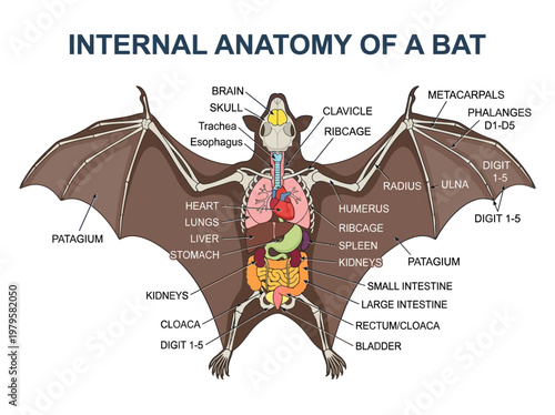 Detailed illustration showcasing the internal anatomy of a bat, highlighting its skeletal and organ systems
