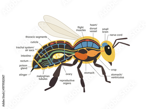 Detailed illustration of a bee's internal anatomy, showcasing its various organs and systems
